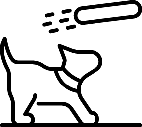 Getting your dog physically ready